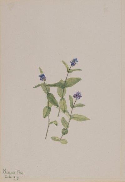 Veronica wormskjoldii, 1917 da Mary Vaux Walcott