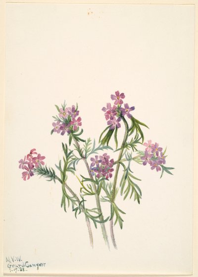 Verbena (Verbena wrightii) da Mary Vaux Walcott