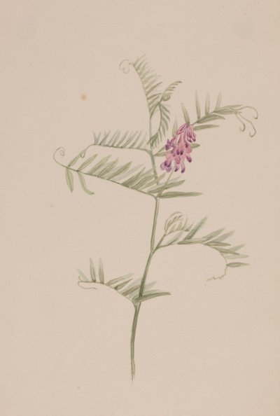 Vicia americana da Mary Vaux Walcott