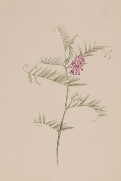 Vicia americana, ca. 1917-1918 da Mary Vaux Walcott