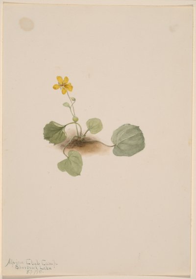 Viola orbiculata da Mary Vaux Walcott