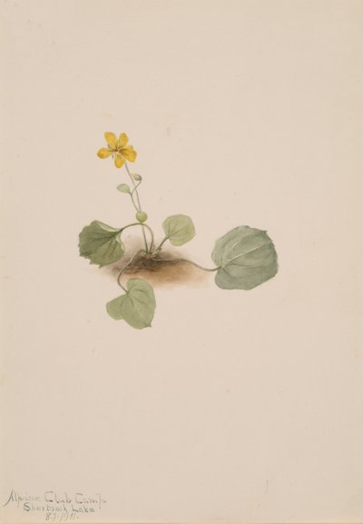 Viola orbiculata da Mary Vaux Walcott