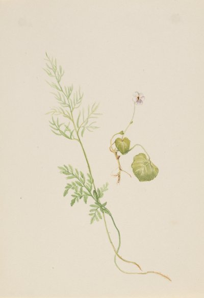 Viola palustris da Mary Vaux Walcott