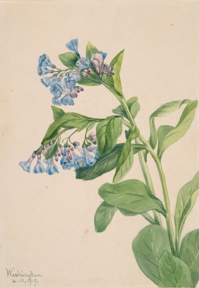 Campanule della Virginia Mertensia virginica, 1919 da Mary Vaux Walcott