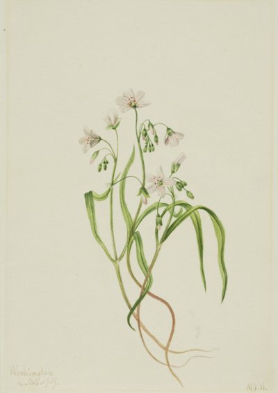 Virginia Springbeauty Claytonia virginica da Mary Vaux Walcott