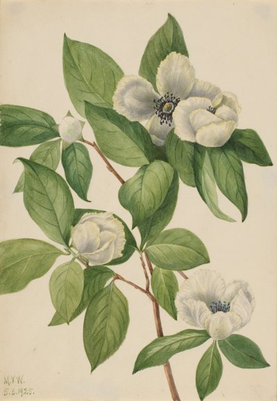 Virginia Stewartia Stewartia malachodendron da Mary Vaux Walcott