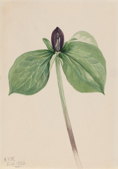 Pettirosso sveglio (Trillium sessile) da Mary Vaux Walcott