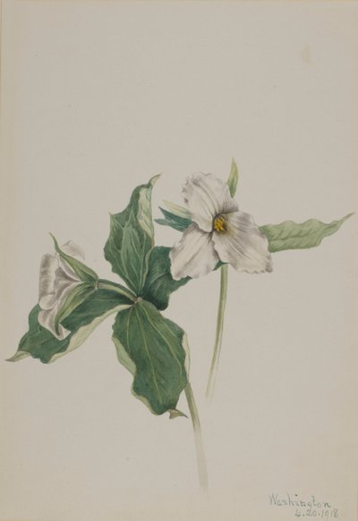 Wake-Robin Trillium grandiflorum, 1918 da Mary Vaux Walcott