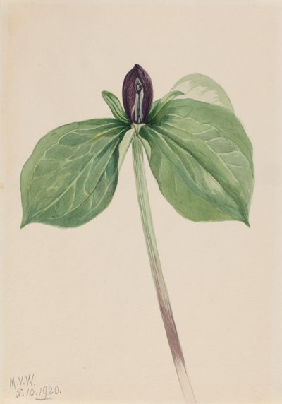 Trillium sessile, 1920 da Mary Vaux Walcott