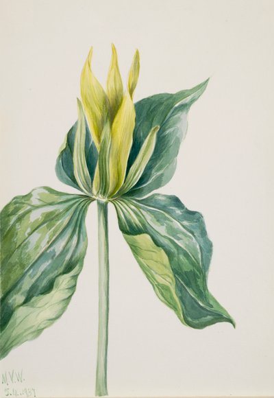 Trillium underwoodii da Mary Vaux Walcott