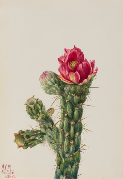 Walkingstick Cholla Opuntia imbricata, 1934 da Mary Vaux Walcott