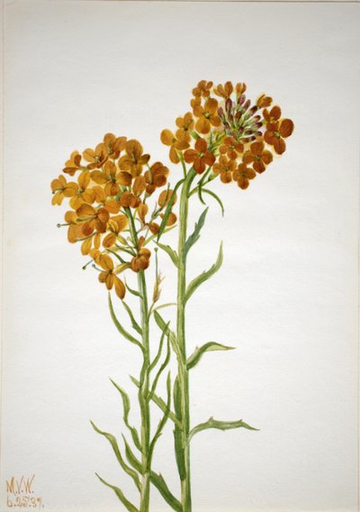 Violaciocca Erysimum wheeleri, 1937 da Mary Vaux Walcott