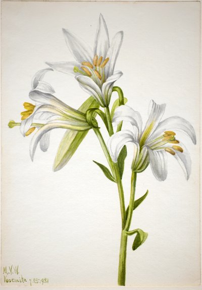Giglio di Washington (Lilium washingtonianum) da Mary Vaux Walcott