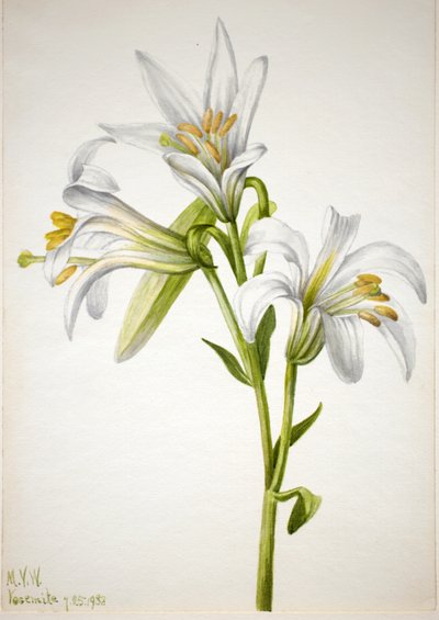 Giglio di Washington Lilium washingtonianum, 1933 da Mary Vaux Walcott