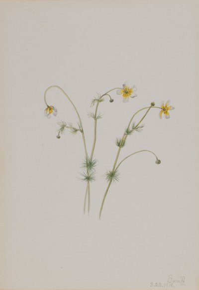 Piedi di porco (Batrachium trichophyllum) da Mary Vaux Walcott