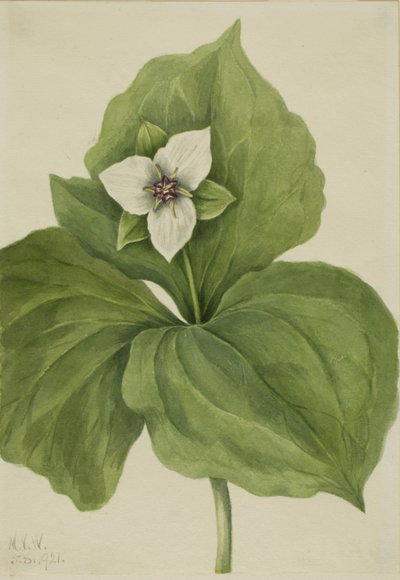 Trillium ceroso, 1921 da Mary Vaux Walcott