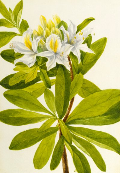 Azalea occidentale (Rhododendron occidentale) da Mary Vaux Walcott