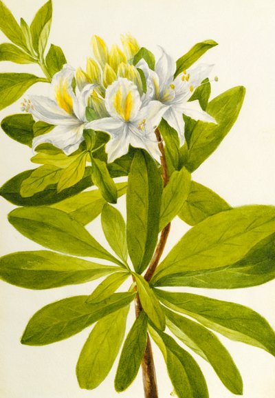 Azalea occidentale Rhododendron occidentale, n.d. da Mary Vaux Walcott