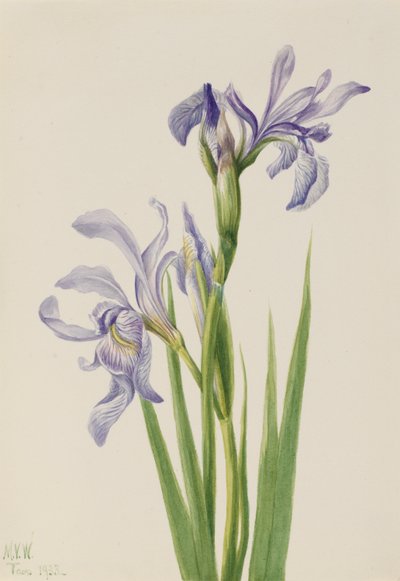 Bandiera blu occidentale (Iris missouriensis) da Mary Vaux Walcott