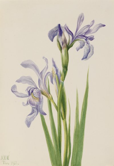 Bandiera blu occidentale Iris missouriensis, 1933 da Mary Vaux Walcott