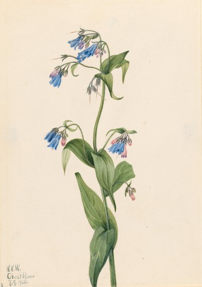 Campanule occidentali (Mertensia paniculata) da Mary Vaux Walcott
