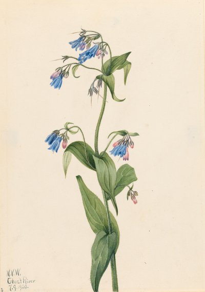 Campanule occidentali Mertensia paniculata da Mary Vaux Walcott