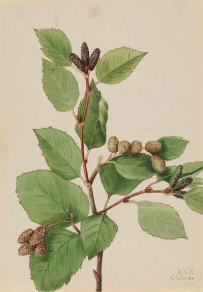 Ontano verde occidentale Alnus sinuata da Mary Vaux Walcott