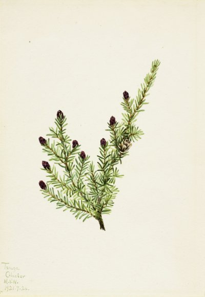 Cicuta occidentale (Tsuga heterophylla) da Mary Vaux Walcott