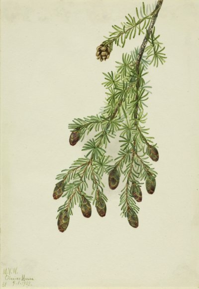 Tsuga occidentale da Mary Vaux Walcott