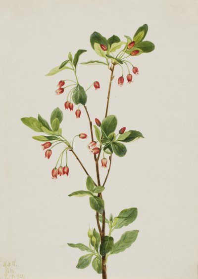 Menziesia occidentale Menziesia glabella, 1924 da Mary Vaux Walcott