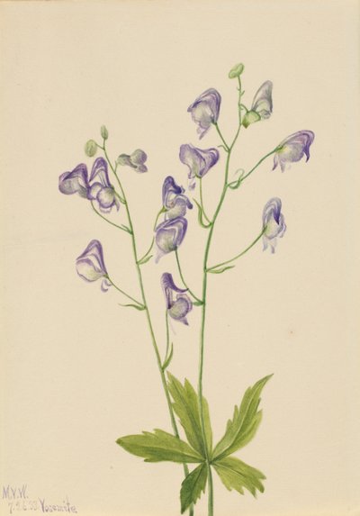 Monachella occidentale (Aconitum columbianum) da Mary Vaux Walcott