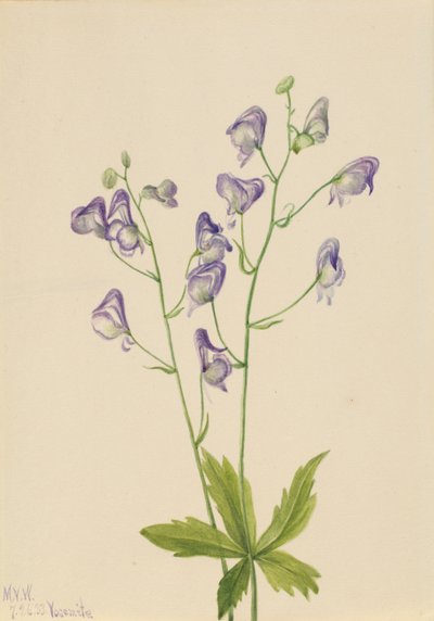 Aconito occidentale Aconitum columbianum da Mary Vaux Walcott