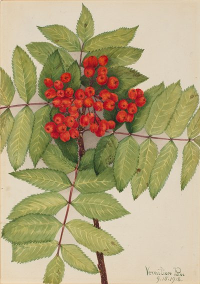 Sorbo montano occidentale (Sorbus sambucifolia) da Mary Vaux Walcott
