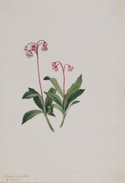Pipsissewa occidentale (Chimaphila umbellata) da Mary Vaux Walcott