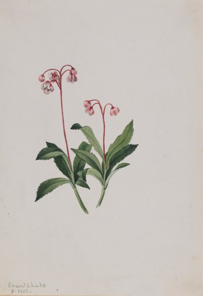 Pipsissewa occidentale Chimaphila umbellata, 1902 da Mary Vaux Walcott