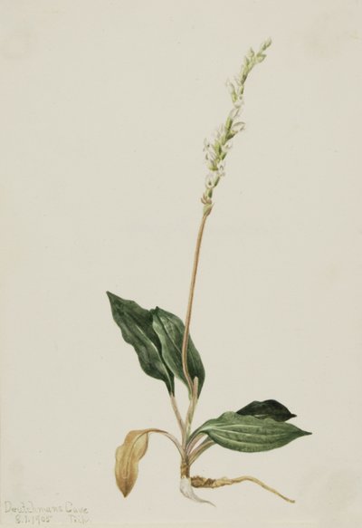 Western Rattlesnake Plantain Peranium decipiens da Mary Vaux Walcott