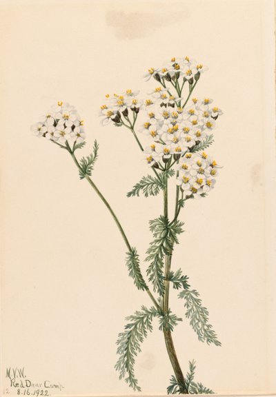 Achillea occidentale (Achillea lanulosa) da Mary Vaux Walcott