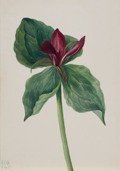 Fiore di Whippoorwill Trillium, 1937 da Mary Vaux Walcott