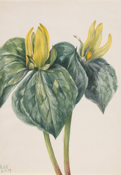 Fiore di Whippoorwill Trillium hugeri, 1937 da Mary Vaux Walcott