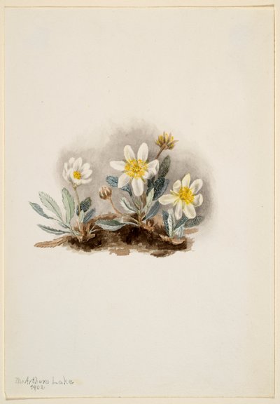 Driade bianca (Dryas octopetala) da Mary Vaux Walcott