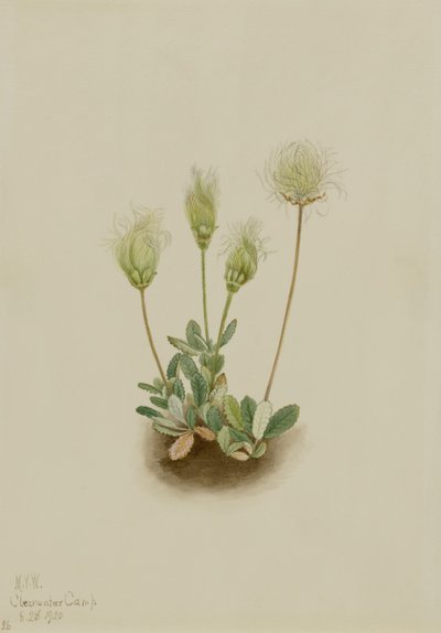 Driade bianca (Dryas octopetala) da Mary Vaux Walcott