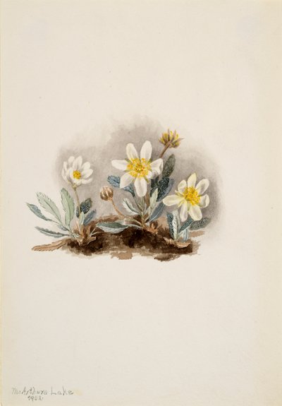 Dryade bianca Dryas octopetala da Mary Vaux Walcott