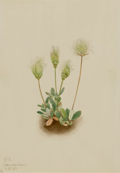 Dryade bianca Dryas octopetala, 1920 da Mary Vaux Walcott