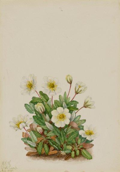 Driade bianca Dryas octopetala (1925) da Mary Vaux Walcott