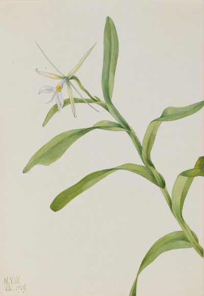 Epidendrum bianco Epidendrum nocturnum da Mary Vaux Walcott