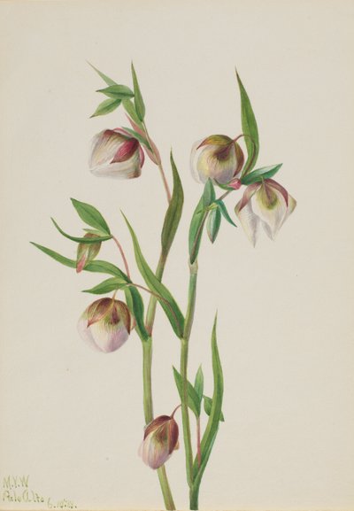 Lanterna delle fate bianca (Calochortus albus) da Mary Vaux Walcott