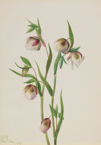 Lanterna fatata bianca Calochortus albus, 1933 da Mary Vaux Walcott