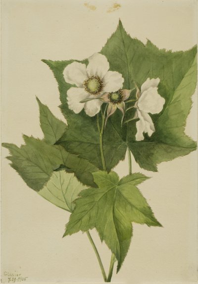 Lampone a fiore bianco (Rubus parviflorus) da Mary Vaux Walcott