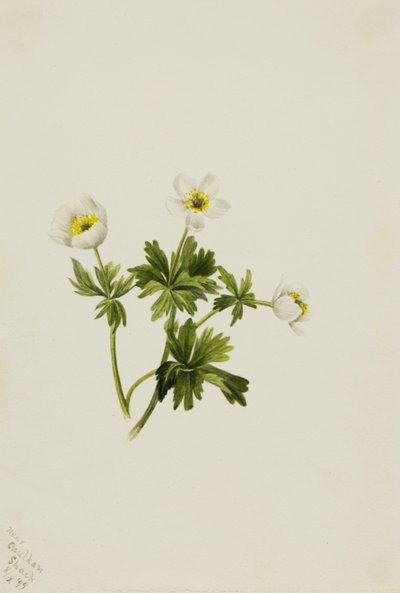 Globofiore bianco (Trollius albiflorus) da Mary Vaux Walcott