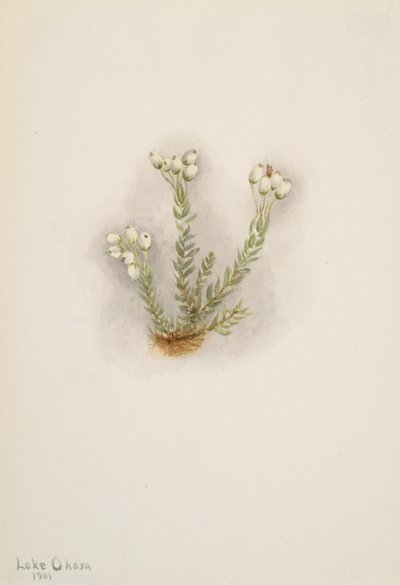 Erica bianca Phyllodoce grandiflora da Mary Vaux Walcott